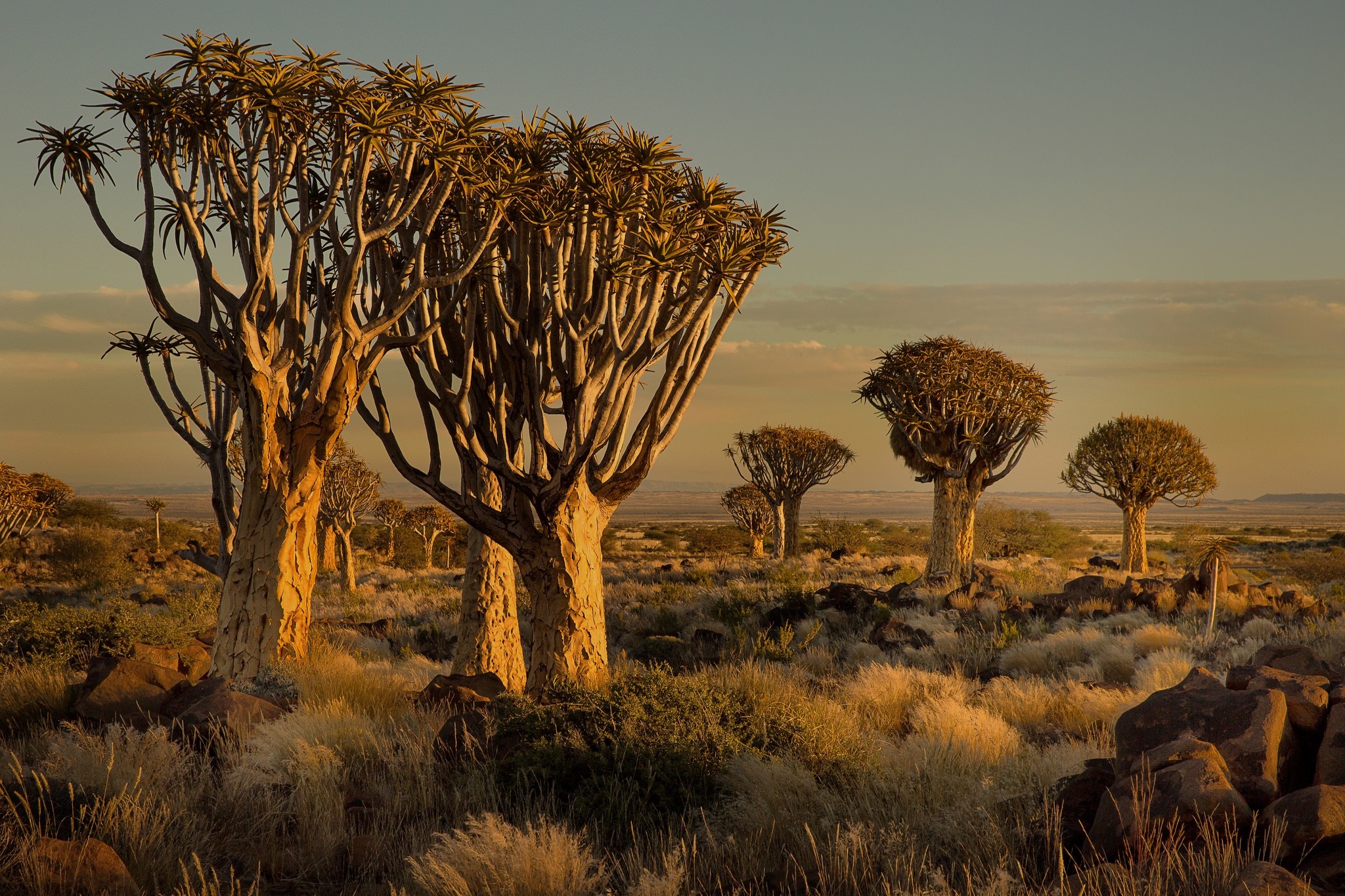 1114521-trees-landscape-sunset-nature-wildlife-Africa-shrubs-savannah-Namibia-tree-Safari-herd-plain-fauna-habitat-natural-environment-ecosystem-arecales-savanna